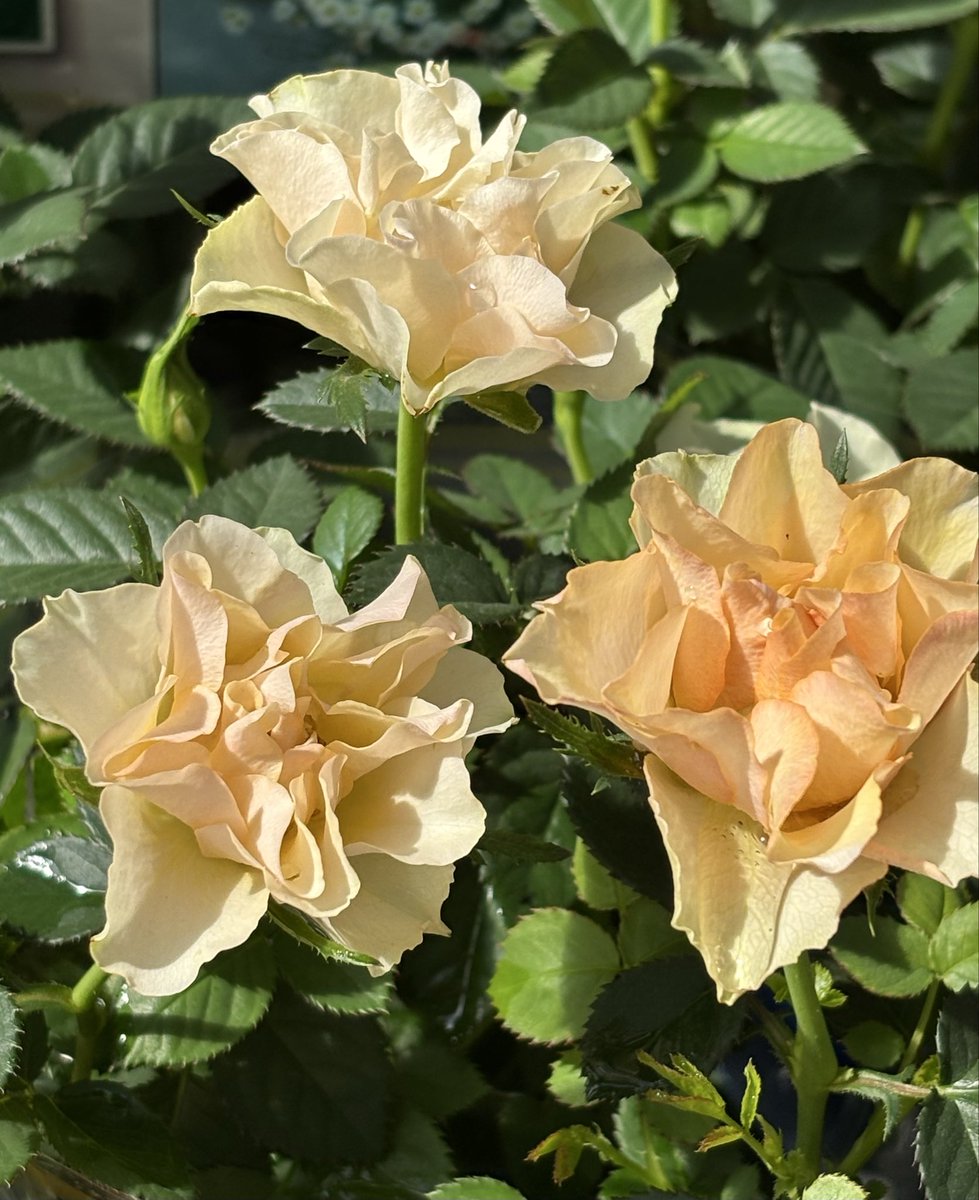 おはようございます😊
今日も感謝です🍀

お天気☁️☀️…今日から12月‼︎
今年も残すところ1カ月😱

では､､今日もよい一日を…❣️