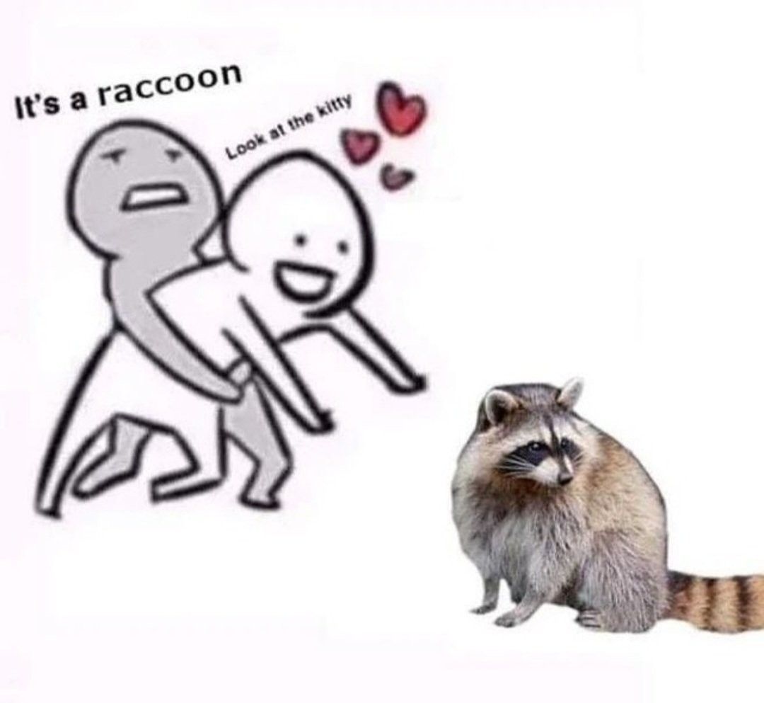 Why you should have a Raccoon (@shouldhaveracc) on Twitter photo 