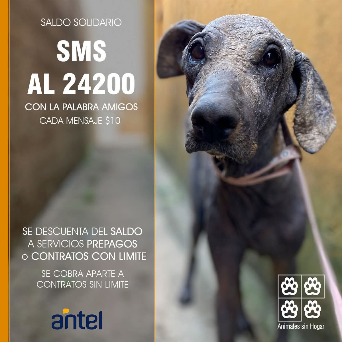 Ultimo dia del mes!!
Que mejor destino para tu saldo que ayudar a mas de 2500 animales!!
Son su sustento!!
Gracias por colaborar mes a mes!!

No olviden que existe una restricción de 50 mensajes por dia 😔