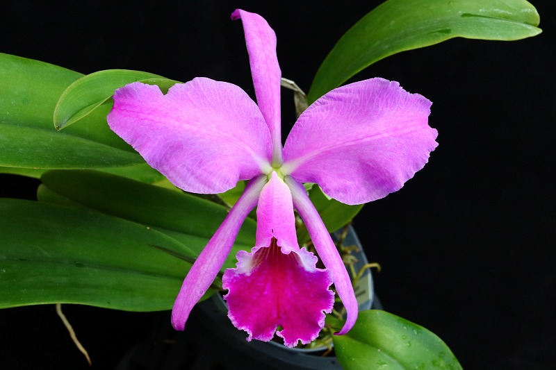 NK】 (@nknk81191345) / Posts / X