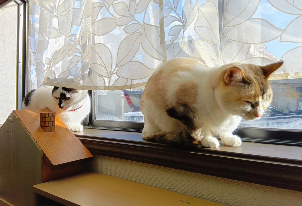 朝から同じポーズで、窓辺で日向ぼっこのオタル＆シャネル🐱 ニンゲン