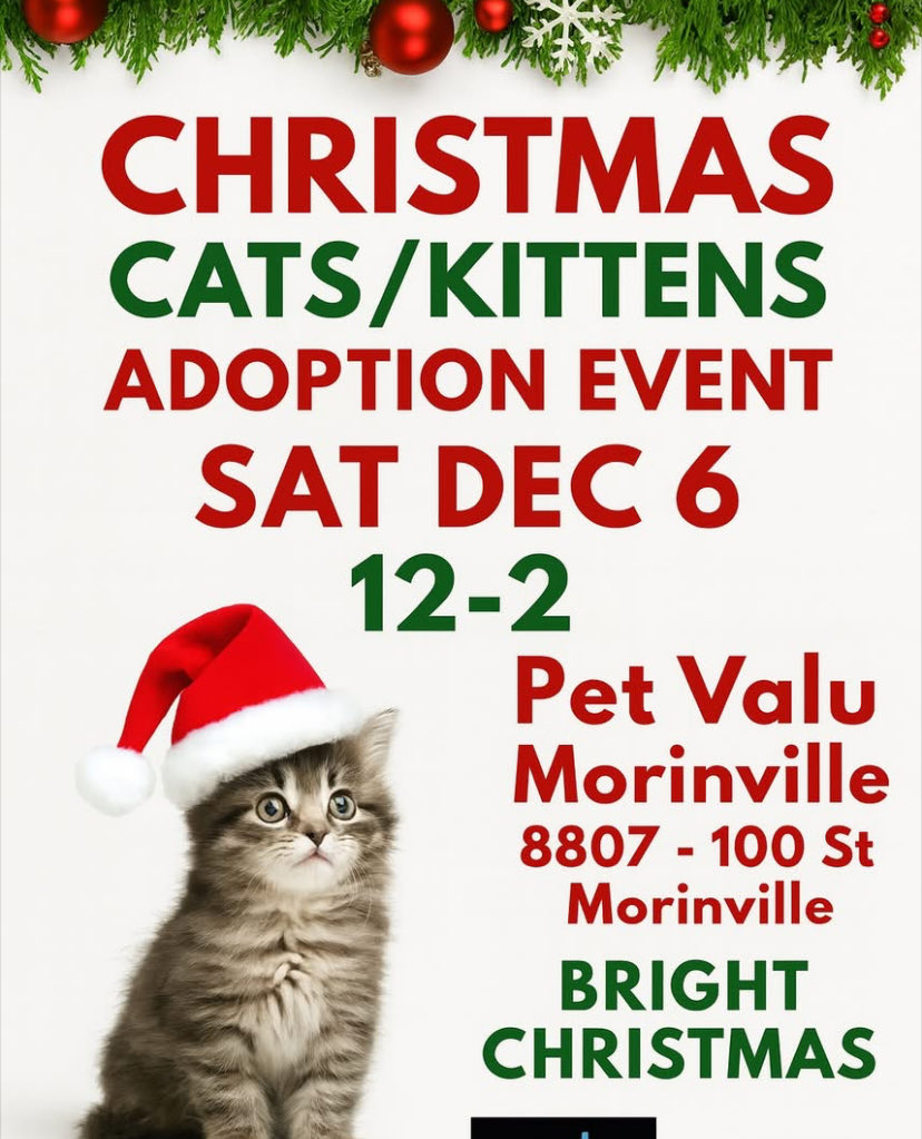 Please join Little Cats Lost &amp; Pet Valu Morinville for our Christmas Adoption Event, Sat. Dec 6th from 12 to 2pm.

#yeg #edmonton #stalbert #sherwoodpark #yegcats #cat #kitten #CatsOfX