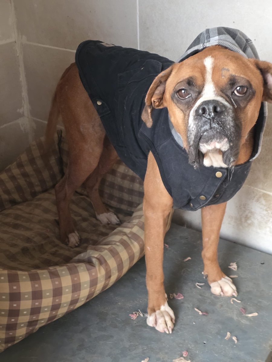 adopt_boxer's tweet photo. Winston (donated name program)  was picked up from a municipal shelter in Turkey by our rescue partner. He’s thin and missing hair but he went to the vet yesterday. He is so lucky to have us. He is preparing to fly to the US . Dog&amp;cat friendly . #Turkeydogs #luckydogs #boxerdogs https://t.co/iJuHcUs2FG