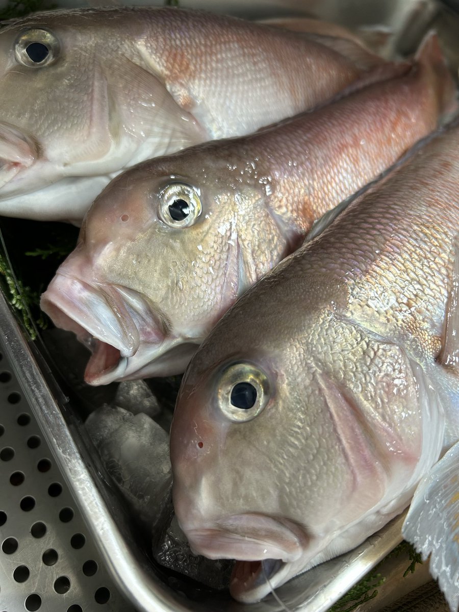 魚虎 うおとら (@uotora2024) / Posts / X