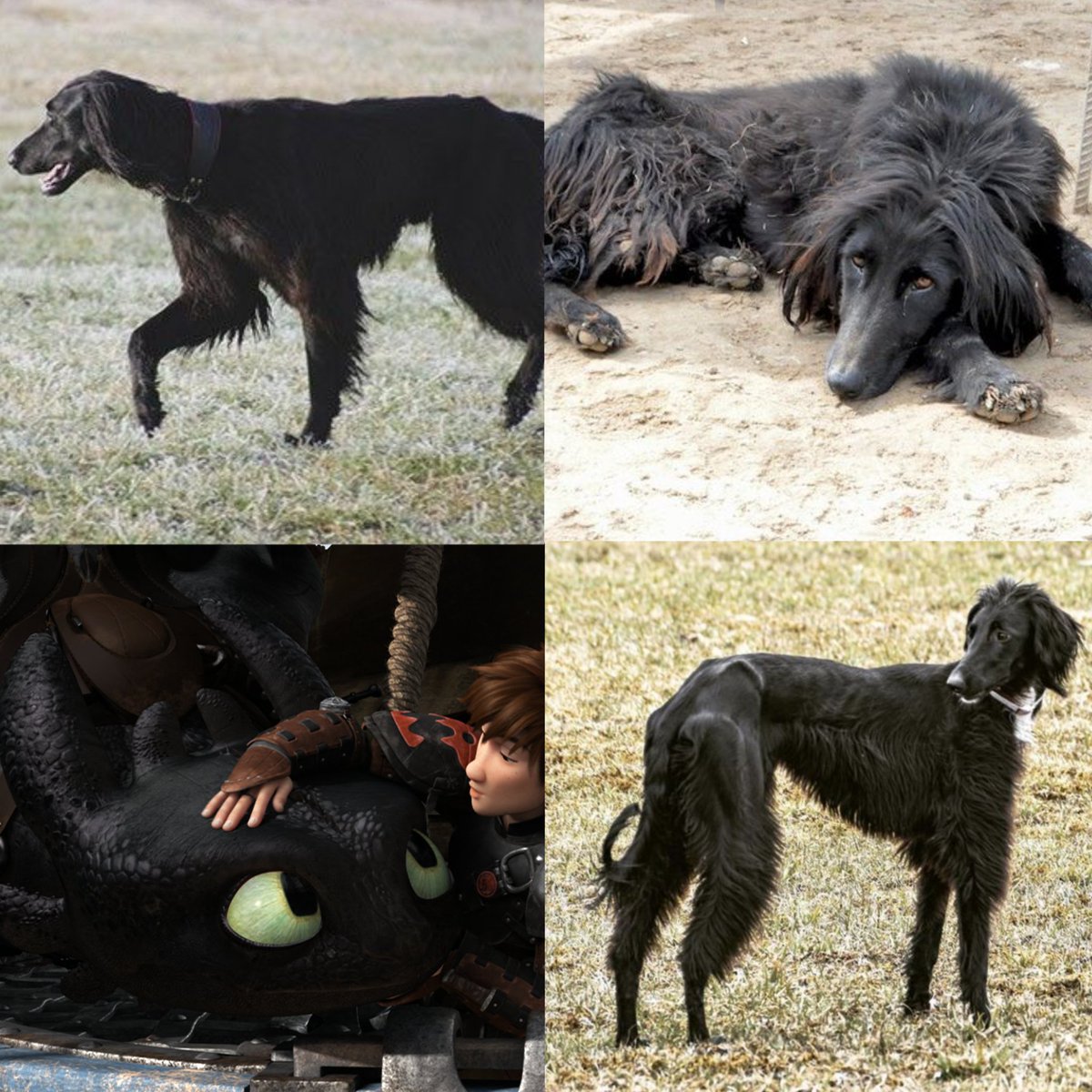 grimmelthgrisly's tweet image. HTTYD dragons as dog breeds (thread);

Night Fury - Kyrgyz Taigan
Light Fury - Silken Windhound