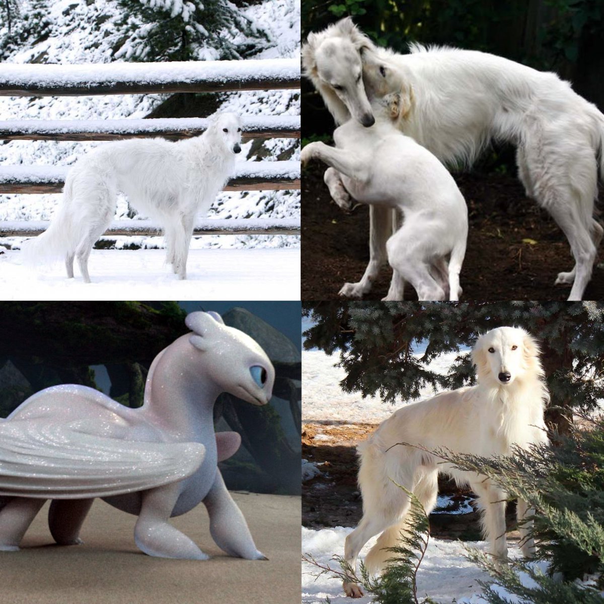 grimmelthgrisly's tweet image. HTTYD dragons as dog breeds (thread);

Night Fury - Kyrgyz Taigan
Light Fury - Silken Windhound