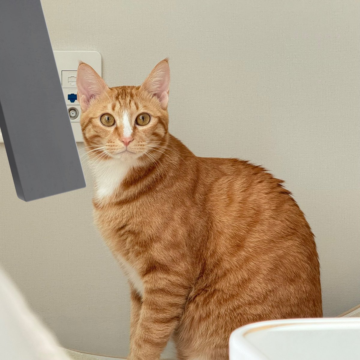 칭찬을 바라는 얼굴