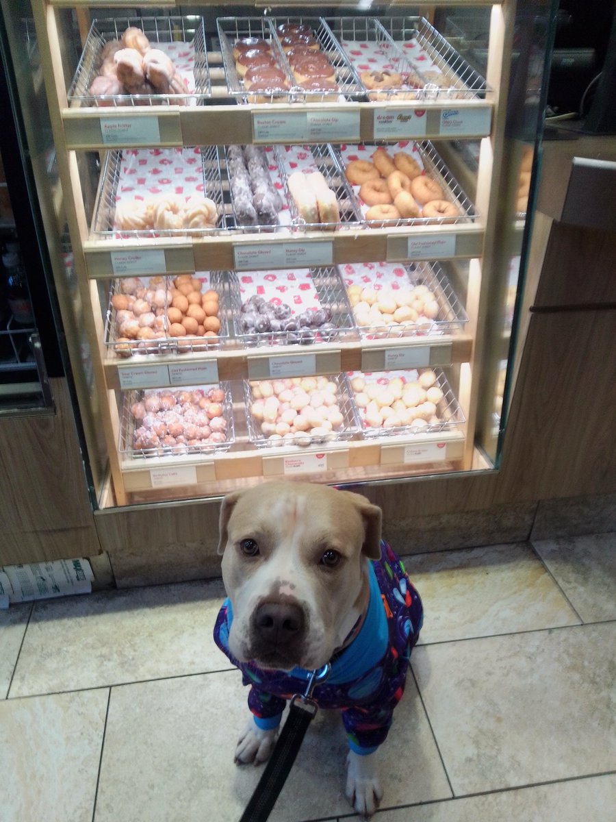 LebrockTony's tweet photo. πππΆJoey's Treatπ€€ππ€π€
πΎπππ€π€ππ€π€πππΎ
#dogsnack #dogsday #dogx
#staffiesunday #dogbiscuit
#timhortons #donut #pitties
#MadamRiley #joey #petlove https://t.co/afzggnkkhC