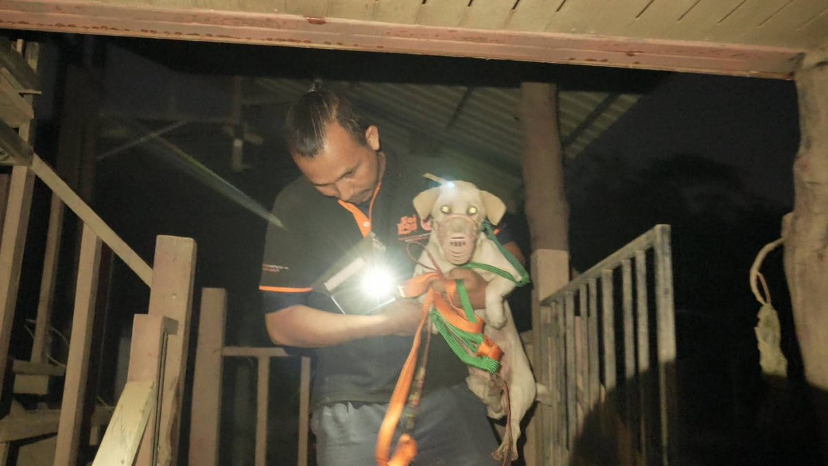 'จะไม่มีใครถูกทิ้งไว้ข้างหลัง' 
รุดช่วยด่วนกลางดึกน้องหมาติดอยู่บนหลังคาบ้านนานหลายวัน แม้หลังน้ำลดแต่ยังไม่มีใครเข้าช่วยเหลือได้เนื่องจากอยู่สูงมาก ล่าสุดทีมงานซอยด๊อกของเราช่วยลงมาได้แล้วอย่างปลอดภัย ท่ามกลางความดีอกดีใจของทุกคนที่อยู่ในเหตุการณ์ช่วยเหลือ