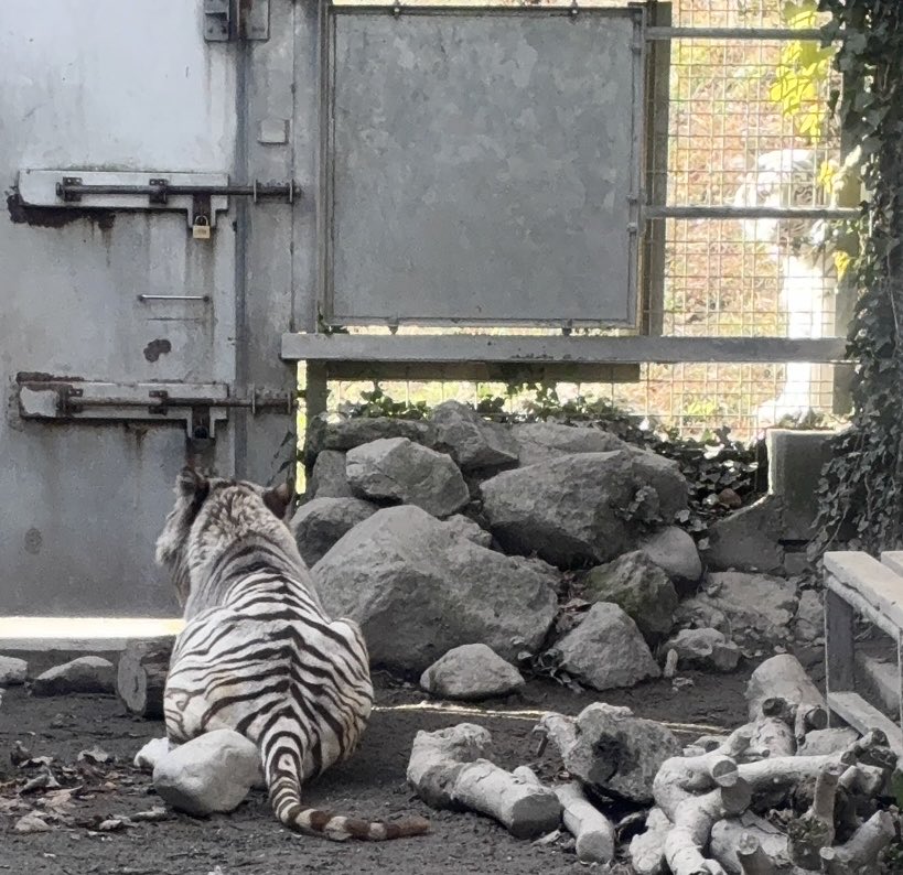 22mk30's tweet image. おっはー👐
ないとぅーさんでケツ曜日🍑
今月も適度に笑顔でฅ( •ω• ฅ)ｶﾞｵ-♡
2025.11.30
 #伊豆アニマルキングダム  #ホワイトタイガー  #ナイト