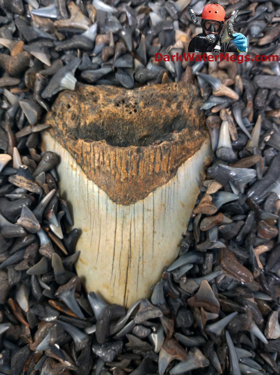 DarkWaterMegs's tweet image. You get the choice of finding 1,000 little ones, or the BIG one.  Which way you going?

More information / pictures / videos on megalodon teeth and the Dark Water Megs megalodon jaw:
darkwatermegs.com

#megalodon #fossil #darkwatermegs #megalodonjaw #sharkteeth #fossils…