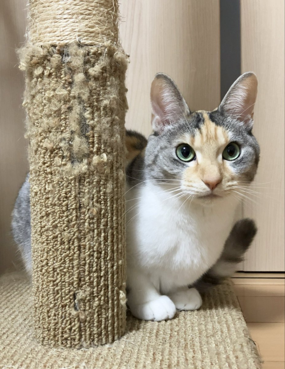 三毛猫のひめちゃん (@mikehime0707) / Posts / X