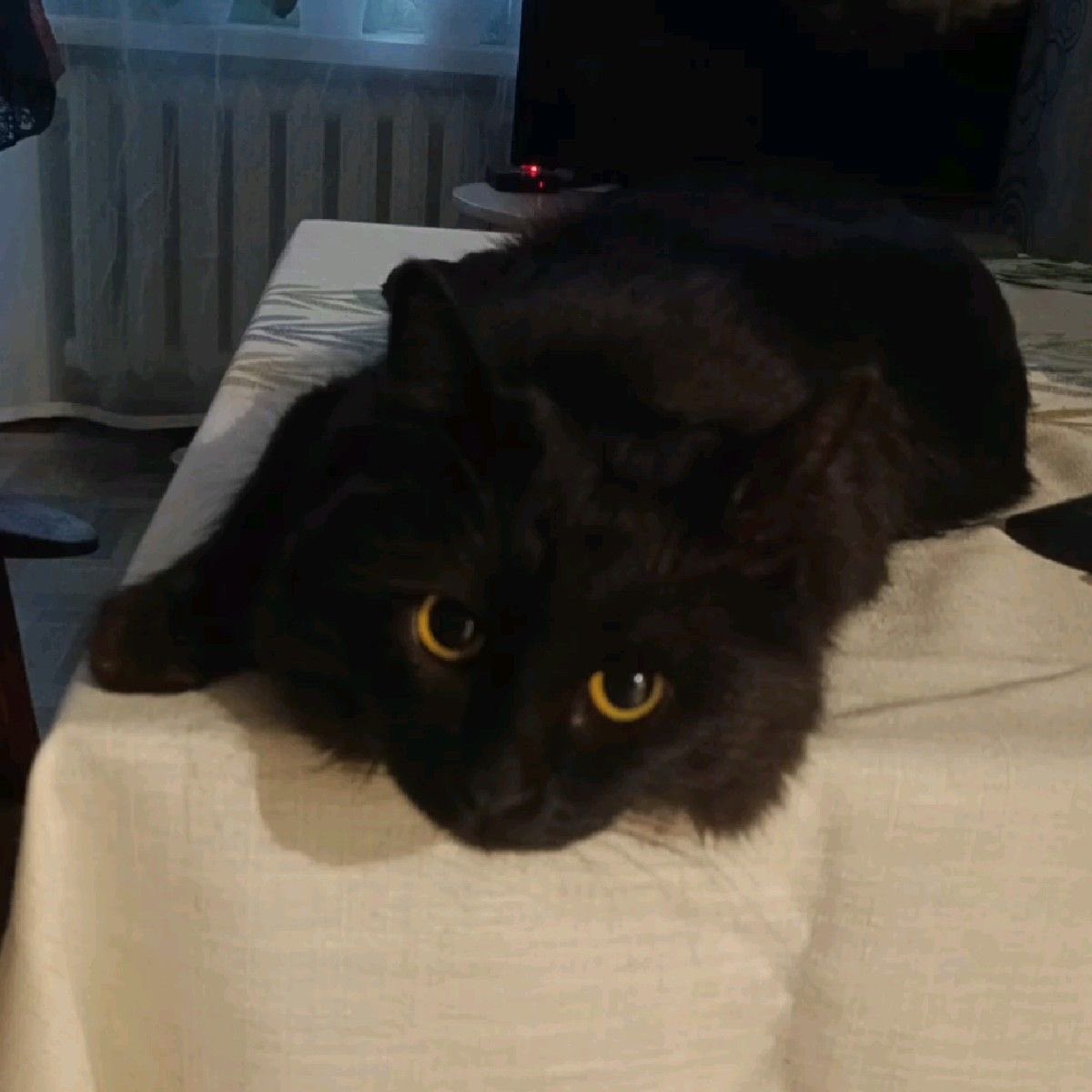 visualscat's tweet image. 