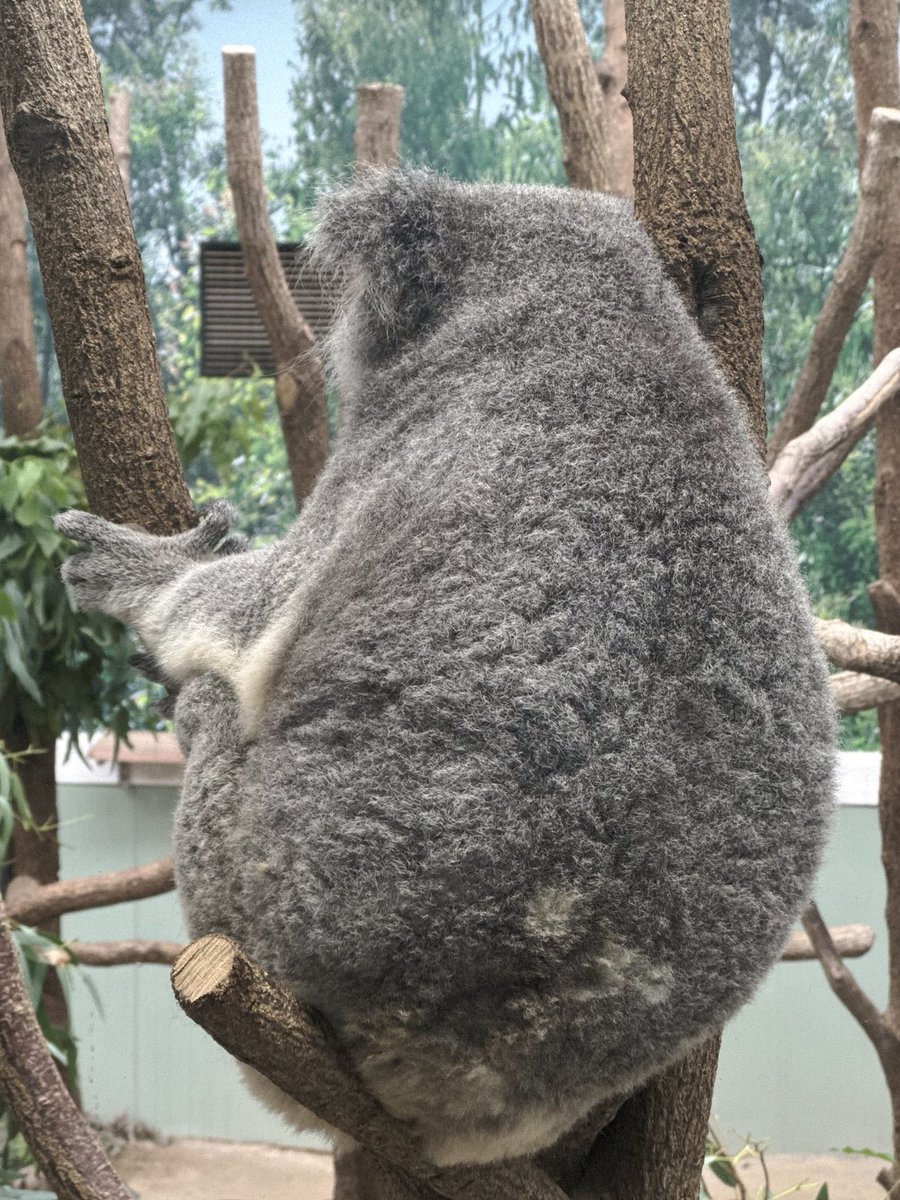つくしの🍑でけつようび🐨
#平川動物公園 #コアラ #つくし