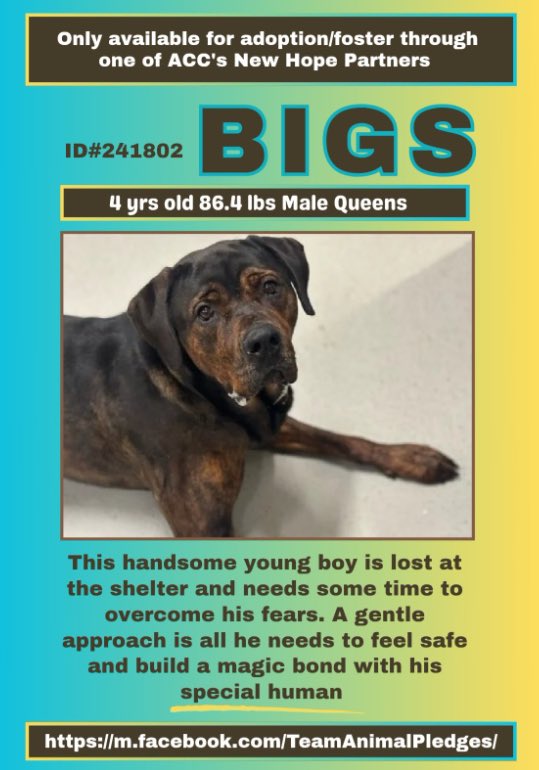 dogsareangels25's tweet image. NYCACC at it again. Nothing better to do but to put precious babies like BIGS on the KILL list. 

SOS ALERT EMERGENCY

 BIGS needs to get out of the shelter. 

Twitter, please #Pledge to #Rescue #Foster #Adopt

PROTECT BIGS