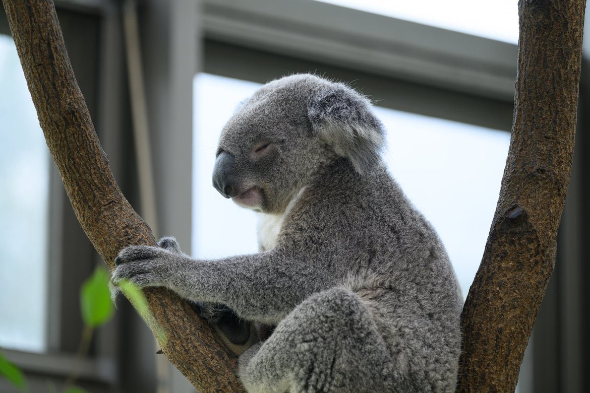 睡魔と戦ってるのかな？
#平川動物公園 #コアラ #チャーボウ