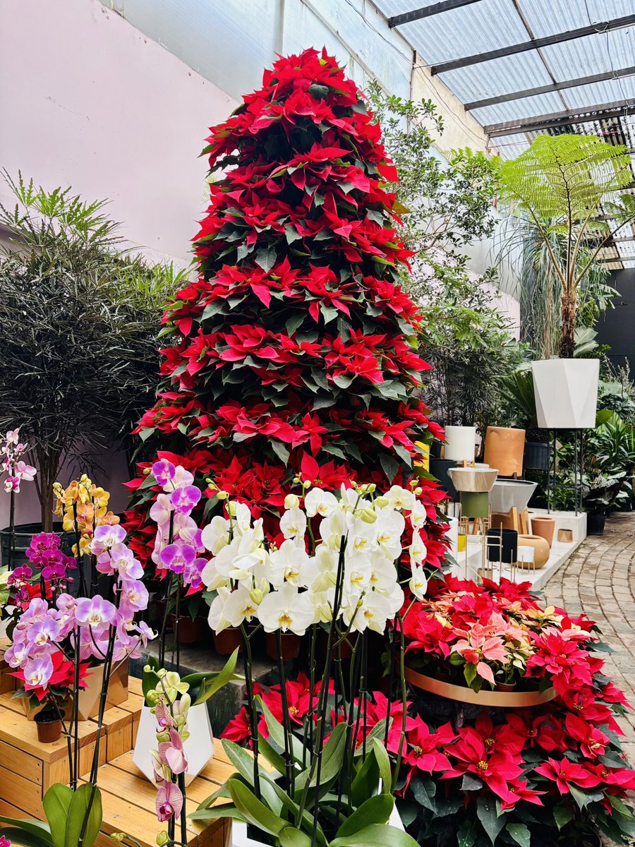 :#Ar2HomeHeatlh🦎🌺:
Que rápido, aún recuerdo cuando vine a comprar mis nochebuenas el año pasado y ahora estamos aquí otra vez en los Viveros de Coyoacán ! 

PD: ¿por qué vuela así el tiempo?