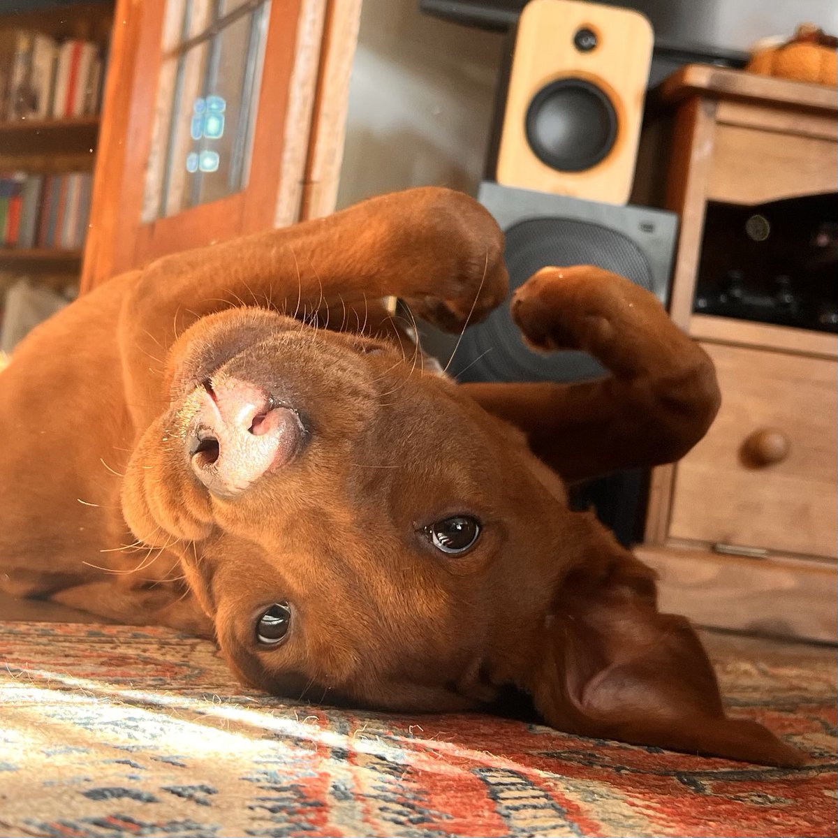My puppy just made heart hands at me.

🥰😅

#foxredlabrador