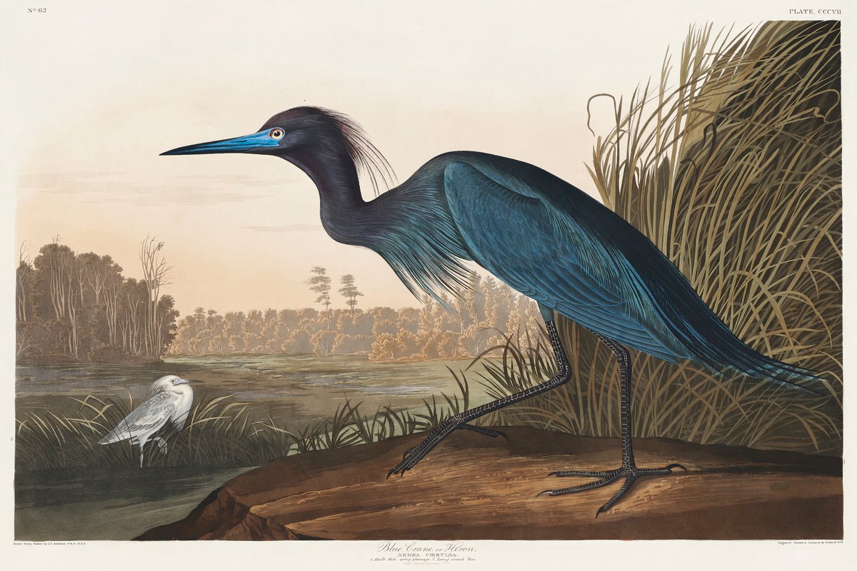 John James Audubon, Heron