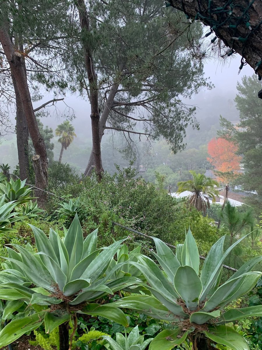 Morning mist in my sister’s fairyland