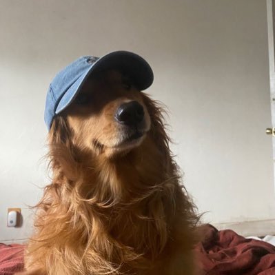 everything dogs 🐶 (@everythingdogss) on Twitter photo 