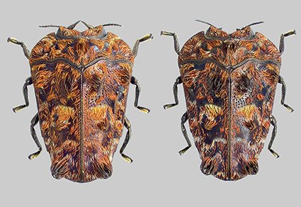 New or little-known jewel #beetles on mistletoe, Taxillus Tiegh. (#Loranthaceae), in #Japan: Unusual morphology and biology in Habroloma Thomson, 1864 (#Coleoptera: #Buprestidae)
#taxonomy
doi.org/10.11646/zoota…