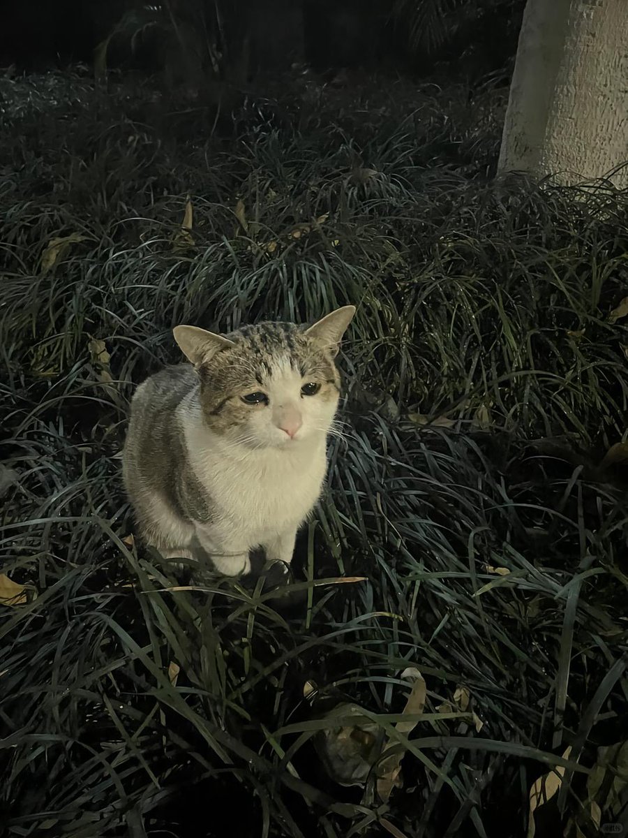 smol silly cat (@catsillyness) on Twitter photo 