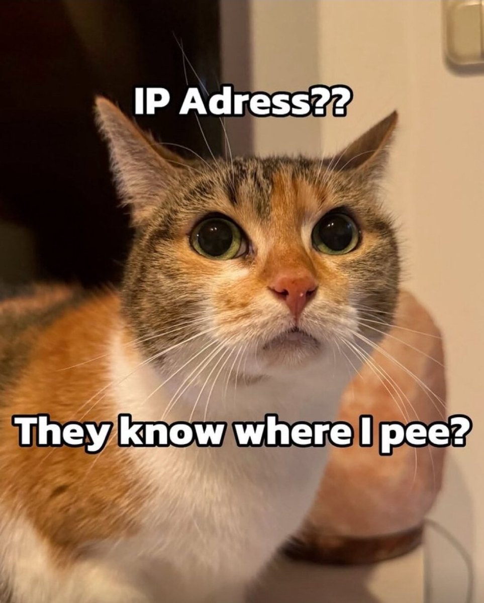 Catsillyness's tweet image. They know??