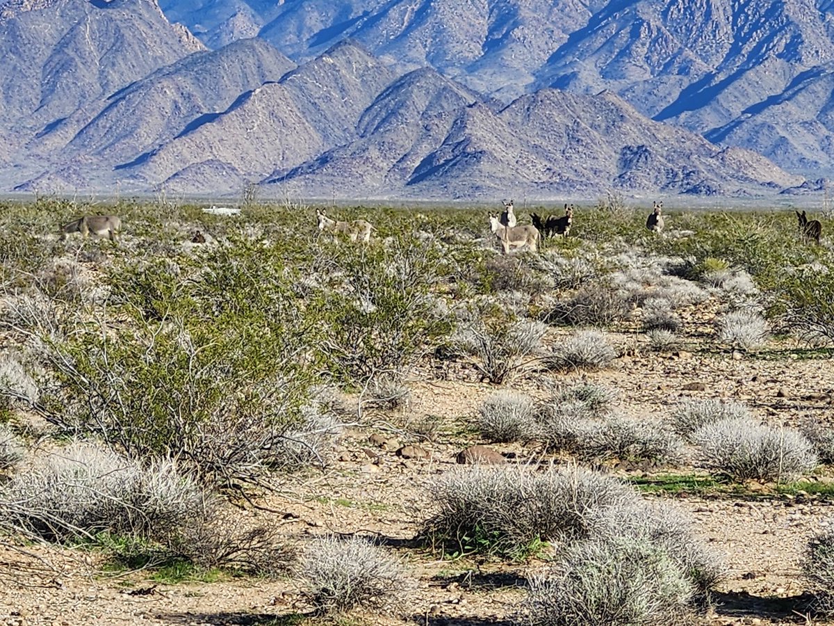 ComputerScrap50's tweet image. Buster and friends. I counted 11 burros (donkeys).