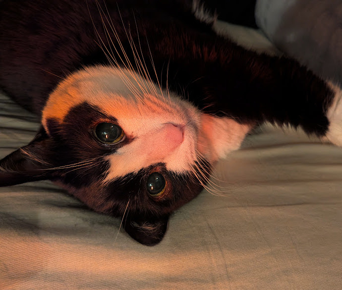 あれよあれよと言うてる間にやってまいりましたね師走。
今月はウォータールーにとっても忙しくさせてもらう12月です。年末のリストに例のアレ。体調に気をつけて頑張らねばと気持ちも新たにお一日を迎えております。今月もよろしくお願いします。