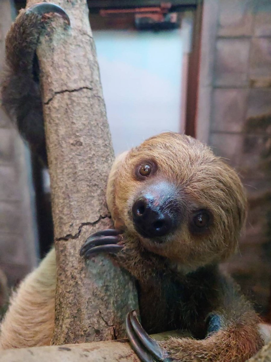 すっかり大きくなった昨年うまれのメロウ。フタユビナマケモノは前あし 
