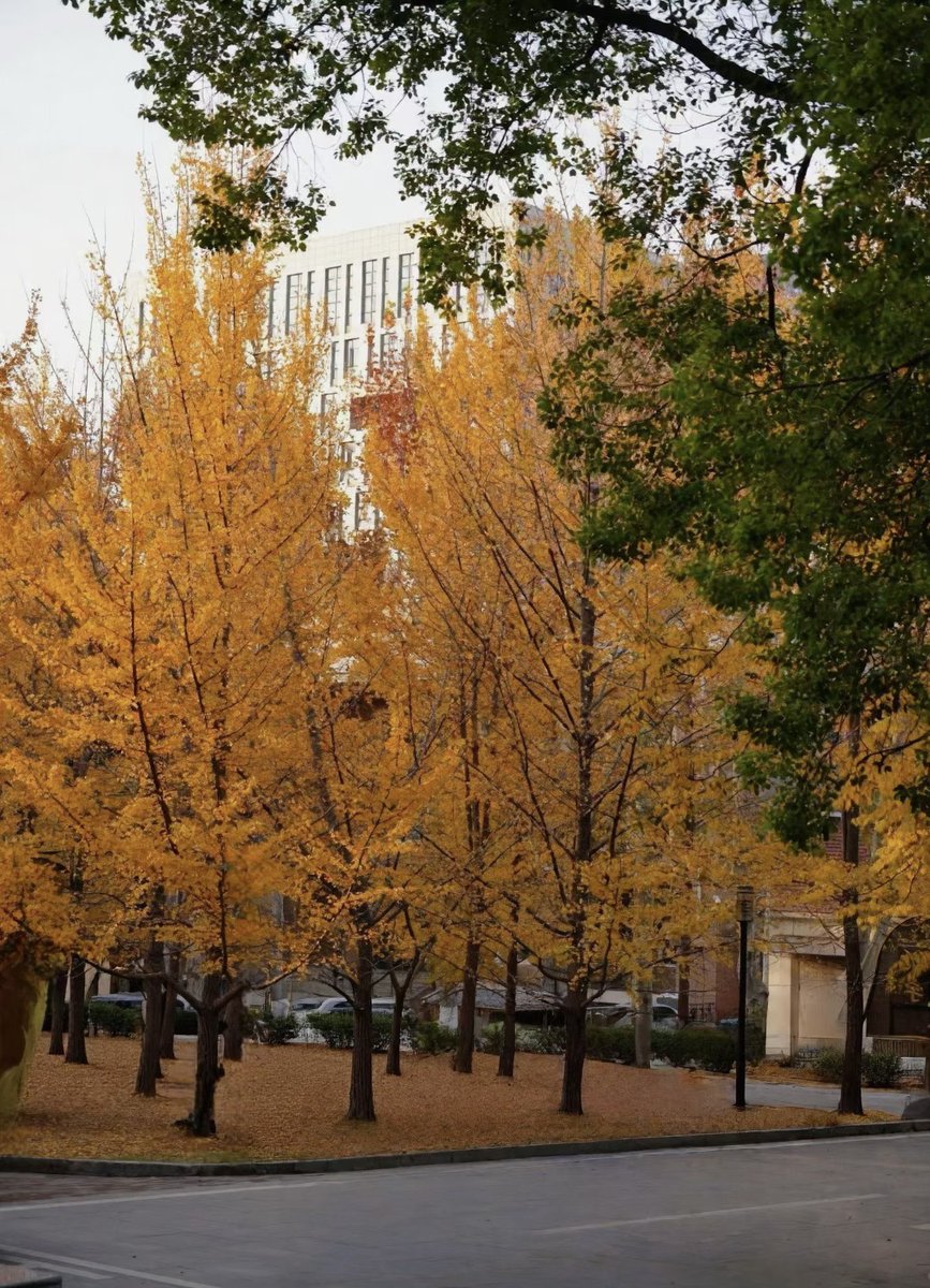 今年武汉的秋天真长
