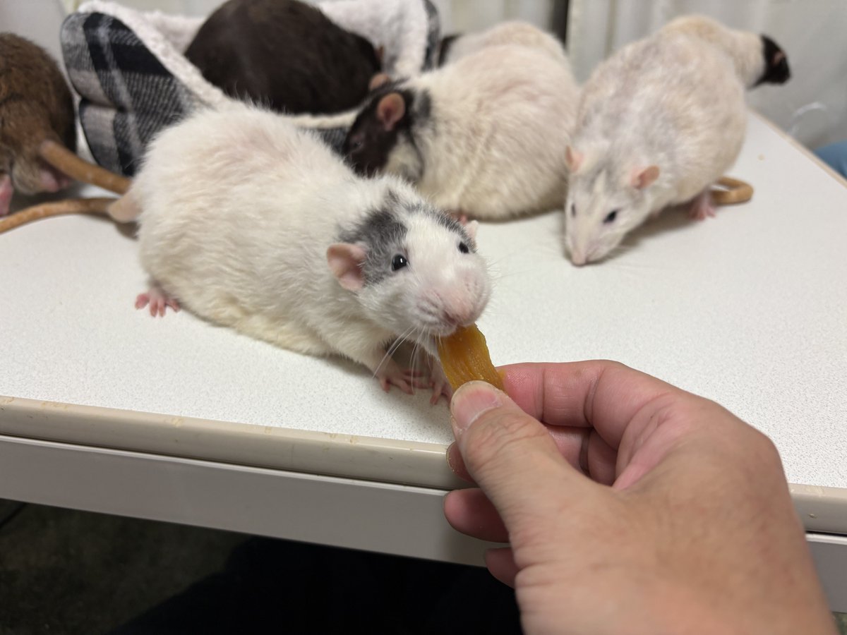 kina🐁🐀⸒⸒✎🇯🇵🇬🇧 (@kinaxcamera) / Posts / X