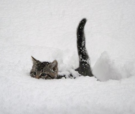 PunchingCat's tweet image. 