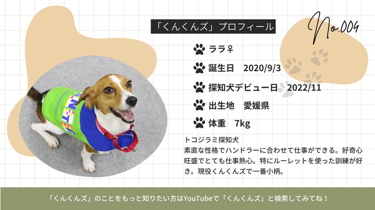 今日はララのプロフィールを紹介するよ🐶
 明るい色の瞳がチャームポイントで、とても表情豊かな女の子だよ！
エルの加入で、お姉さん風を吹かせているとか、いないとか…？
youtube.com/watch?v=Audi55…

#トコジラミ探知犬ララ