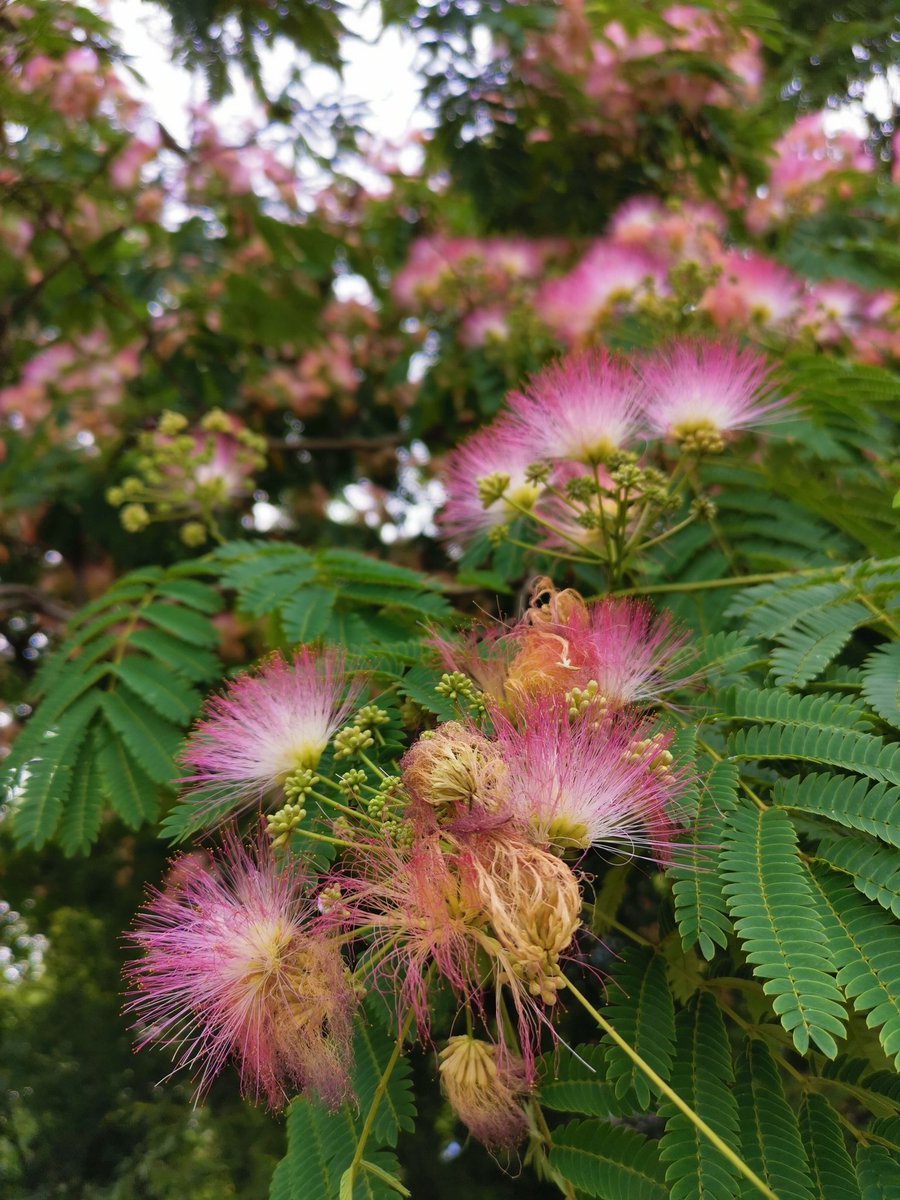 chinn Wan（互fo互赞） tweet media