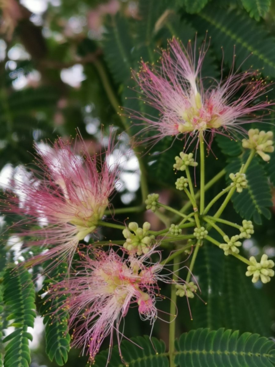 chinn Wan（互fo互赞） tweet media