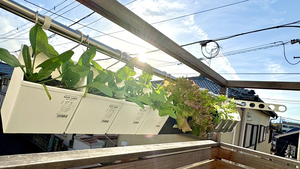 ぽたろうの家庭菜園HACK (@HACK1136) / Posts / X