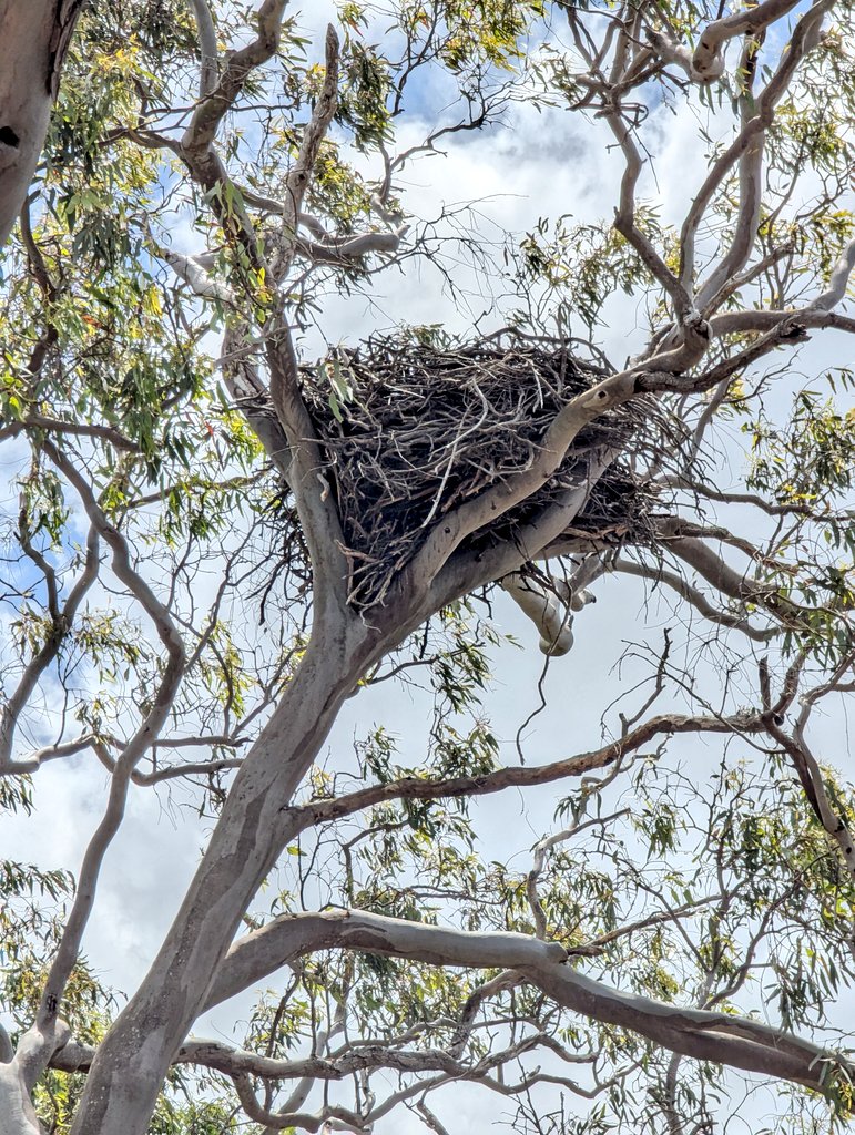 SCalliss's tweet image. Looking for seeds on the ground but remembering to look up