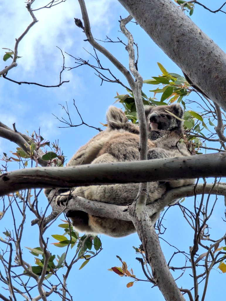 SCalliss's tweet image. Looking for seeds on the ground but remembering to look up