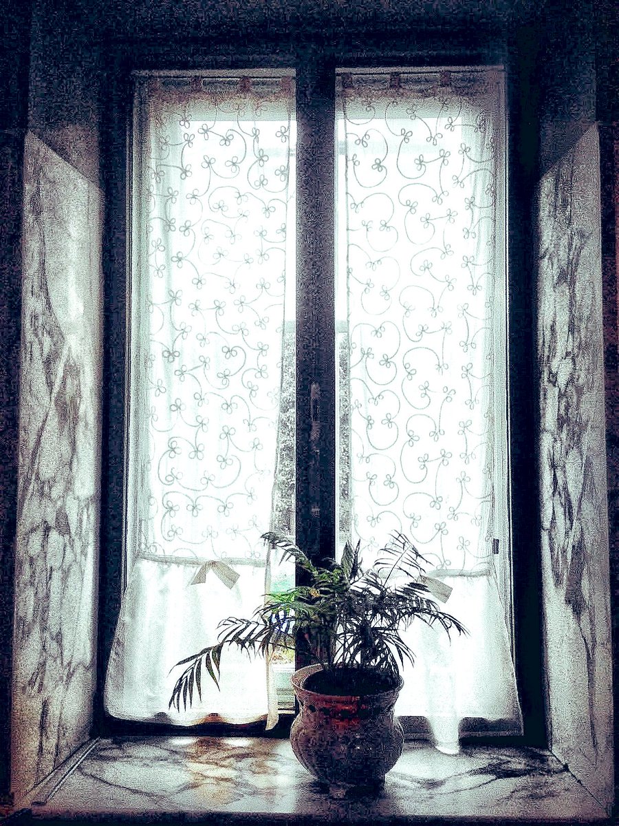 HarriganCath's tweet image. Four windows at a villa in Trieste.

#AlphabetChallenge  
#WeekWforWindows  #ThePhotoHour