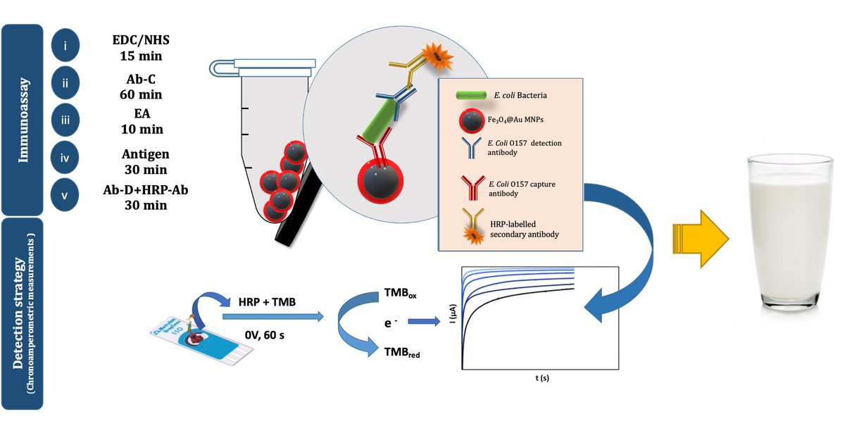 Biosensors_MDPI's tweet image. 📣Call for Reading:

#Article
Fe3O4@Au Core–Shell Magnetic Nanoparticles for the Rapid Analysis of E. coli O157:H7 in an Electrochemical Immunoassay

by Shayesteh Bazsefidpar, et al.

mdpi.com/2079-6374/13/5…

#Immunomagnetic #CoreShell #Ecoli
#biosensors #mdpi #openaccess