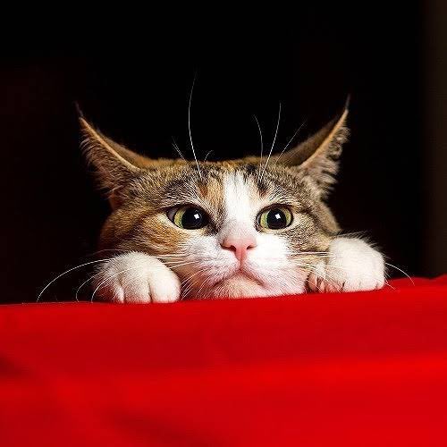 WZD - WIZARD ESPORTS (@wizard_es_jp) on Twitter photo 