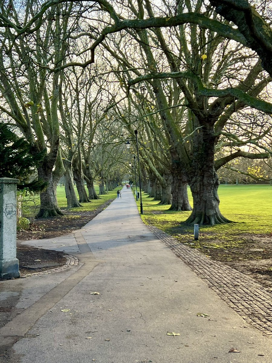Not quite the solitude but still a magnificent tree lined path. <a href="/WoodlandNomad/">TC🌳</a> #treeclub #Cambridge