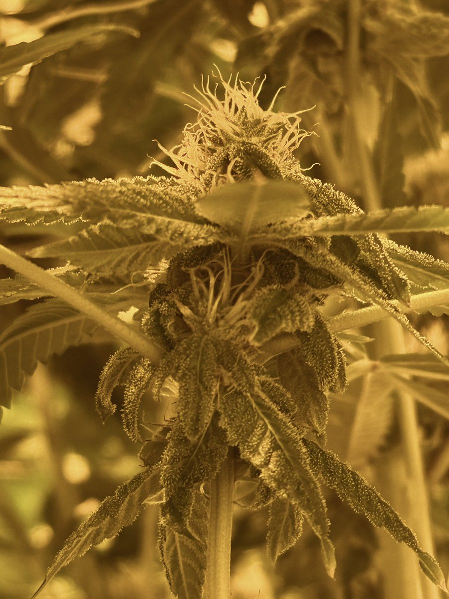 HashKitty_'s tweet photo. Oh heyyy bbygirl 🥰😚 #hashkitty #singlesource #womangrown #womanowned https://t.co/t85Rp0Nawy