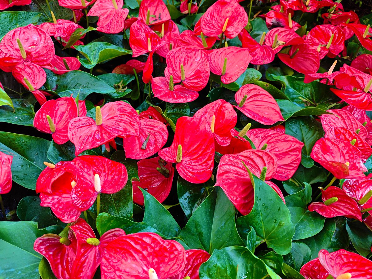 david_andrew123's tweet image. The anthurium blazes with sincere devotion, blooming the passion of life in silence.🌺🌺🌺🌱🌱🌱