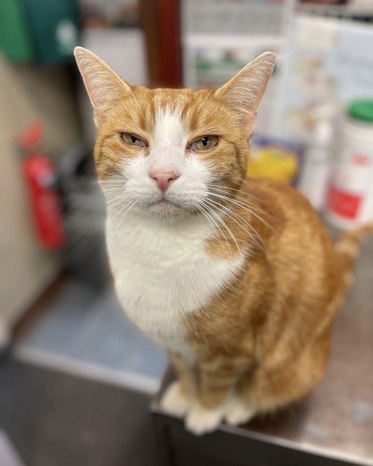 Good morning and welcome to marvellous marmalade Monday

You can pour so much energy into trying to keep everyone happy, but the truth is, you’ll never please everyone.
What you can do is honour what brings you joy and let that be your guide

#CatsOfTwitter