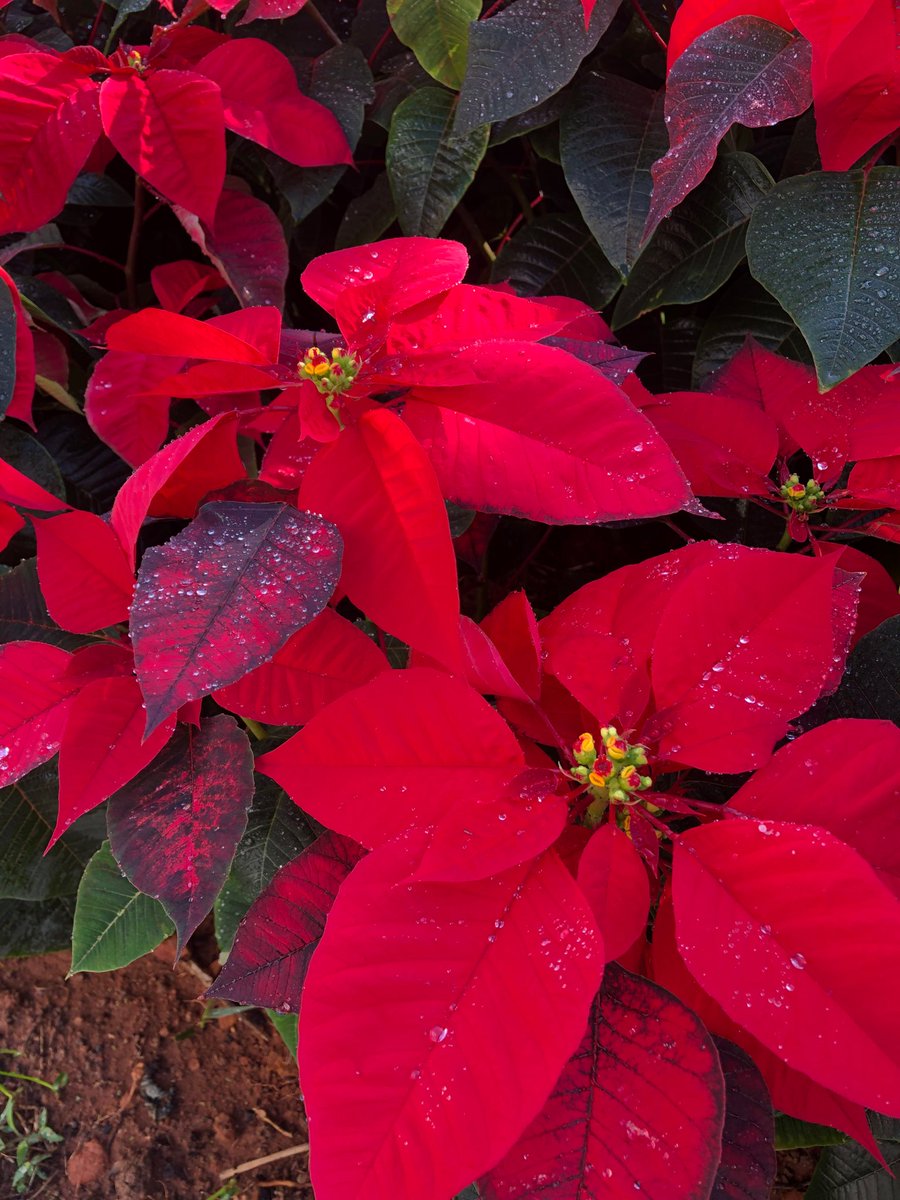 Good morning X-Friends…🌹☕️
Have a lovely Monday and a Happy new month ❤️🎄🎅🏻🌹
May this month bring you all peace,blessings and good health❤️
My photo 📸

#MondayMorning 🌹 #December1st 🎄 #CoffeeTime ☕️ #NatureBeauty ❤️ #HappyNewMonth 🤍 #HappyNewWeek ❣️ #PeaceAndLove 🕊️