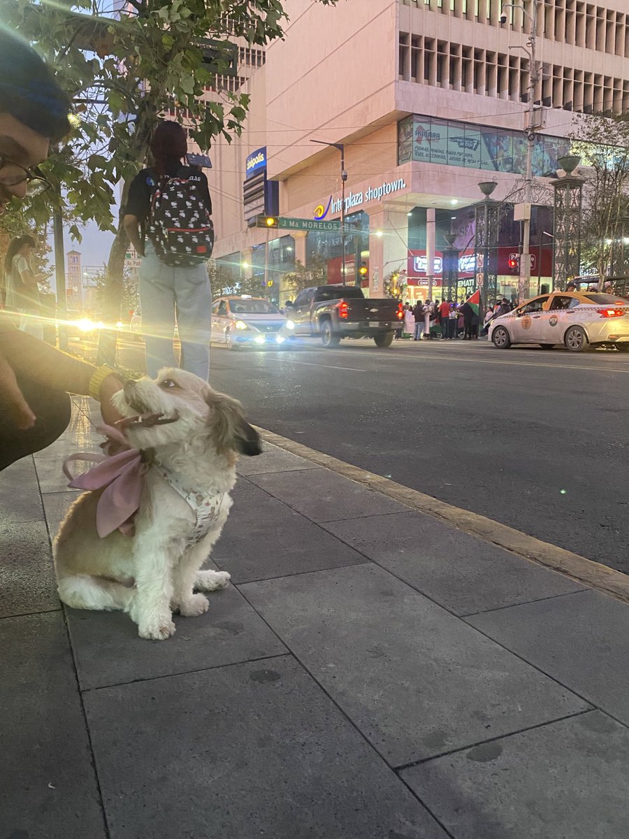 Myvp4's tweet photo. mi niña de paseito 🫶🏻 https://t.co/YDhetCu0V2