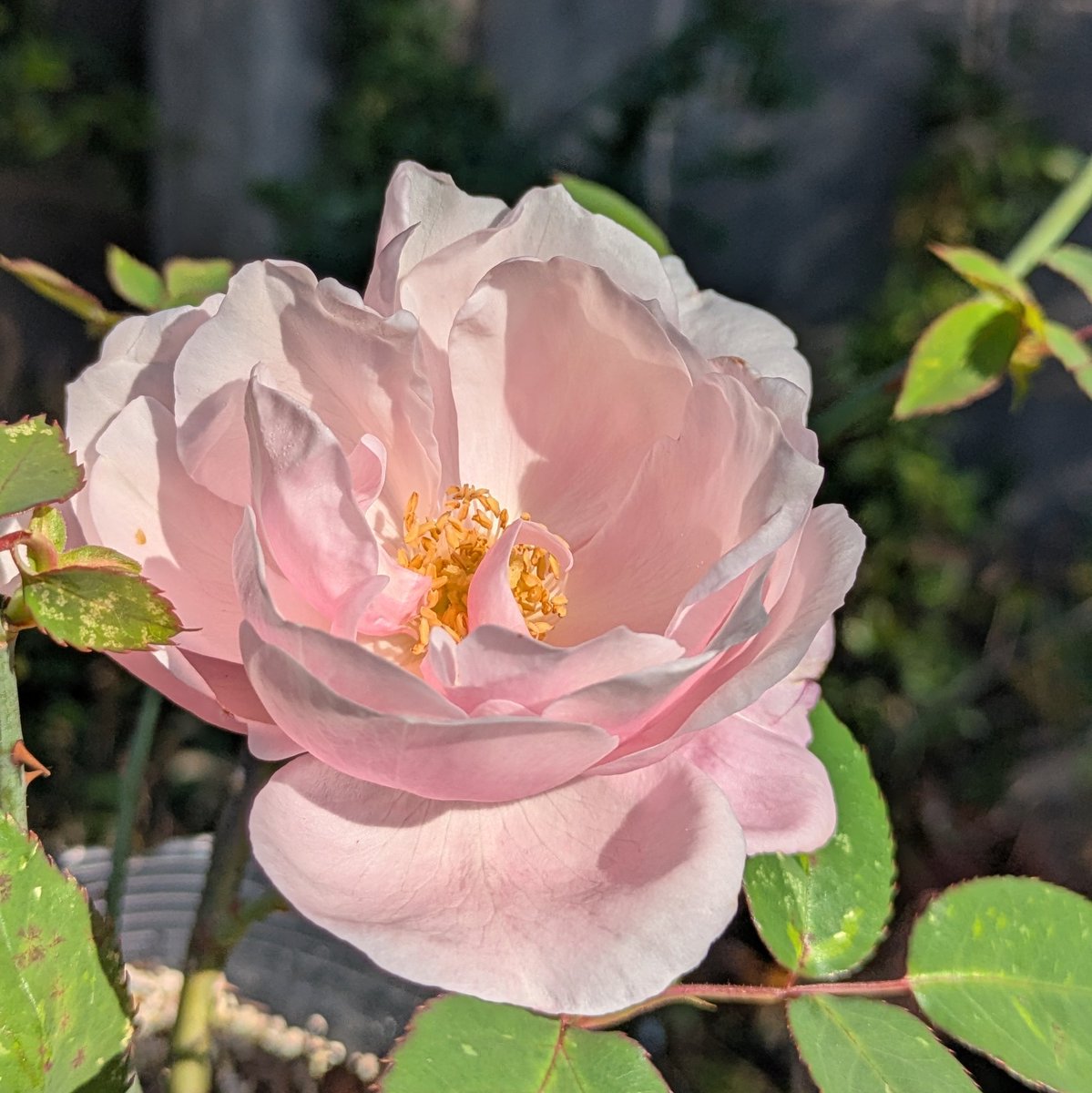 天空のバラ園・園主 (@rosa_celestial) / Posts / X